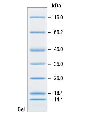 Sds+page+gel+staining